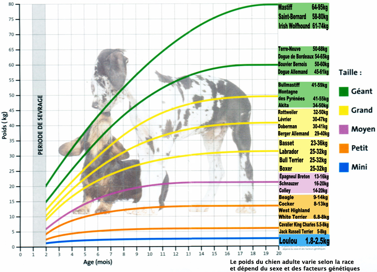 Courbe de croissance Chiens